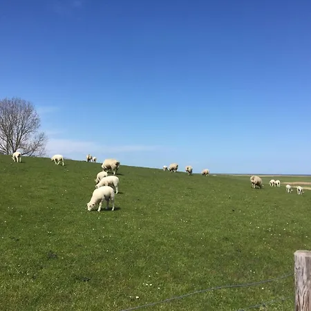 Nettes In Fedderwardersiel * Butjadingen
